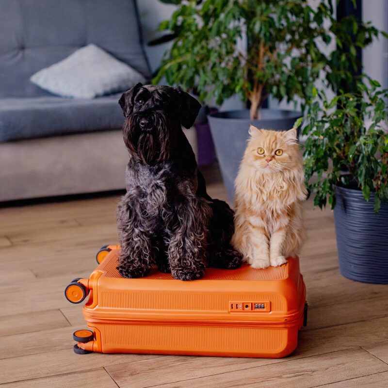 Relocating to Malta with Pets: A Guide for Non-EU FamiliesRelocating to Malta with Pets: A Guide for Non-EU Families